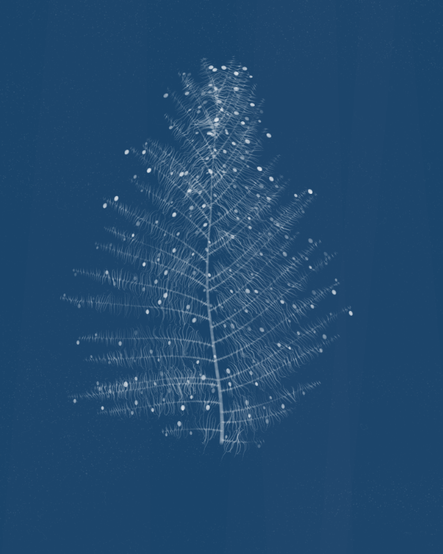 Cyanotypes #224 static NFT preview