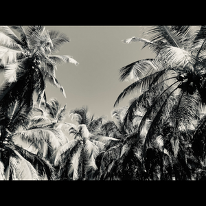Palms (2022) project preview