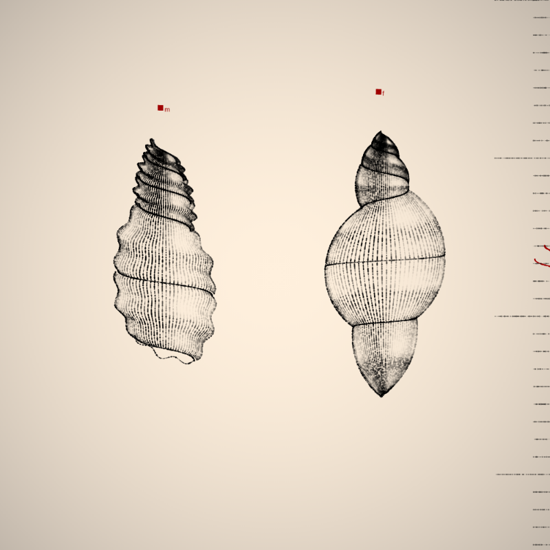 Two Specimen #54 static token preview