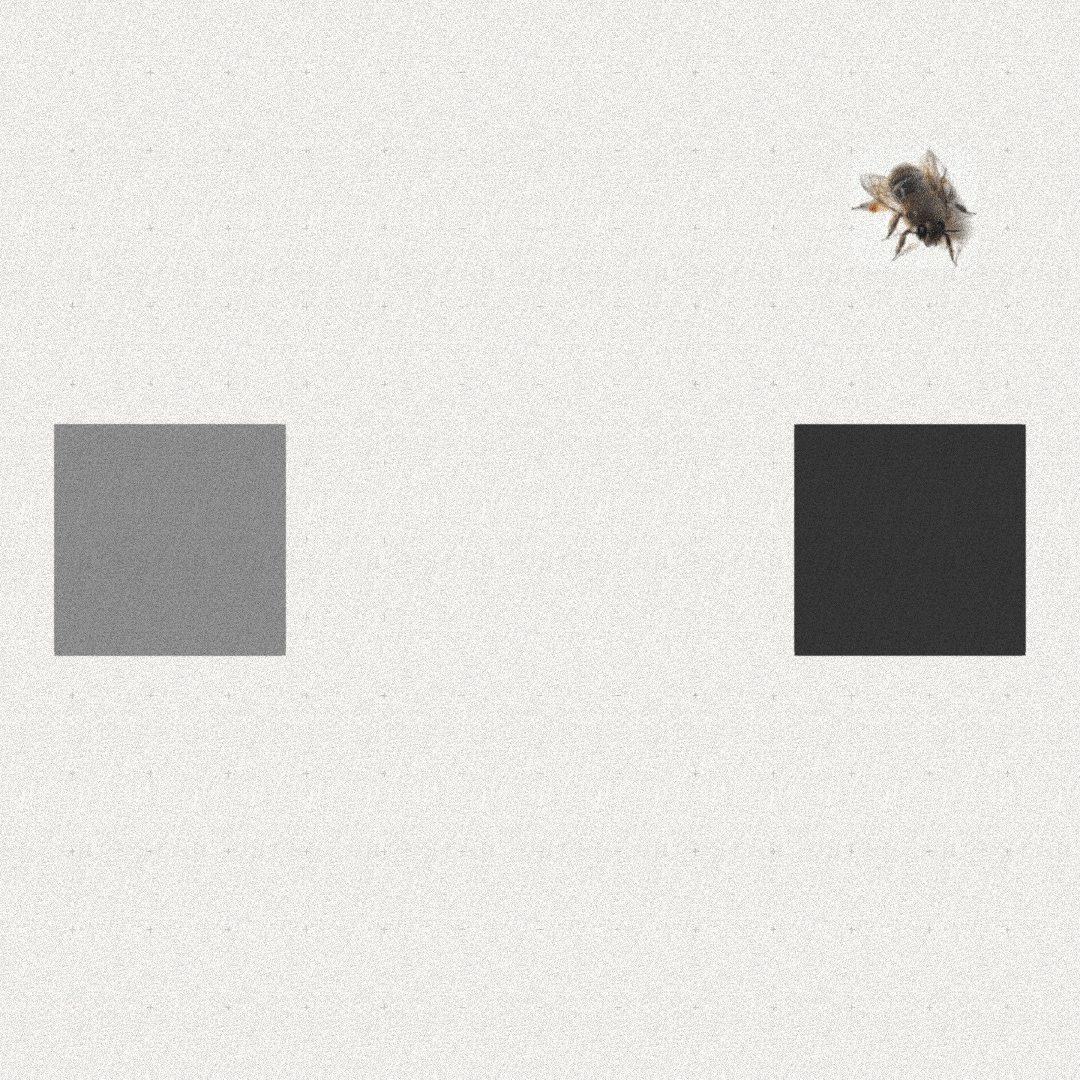 Bee #43 static token preview