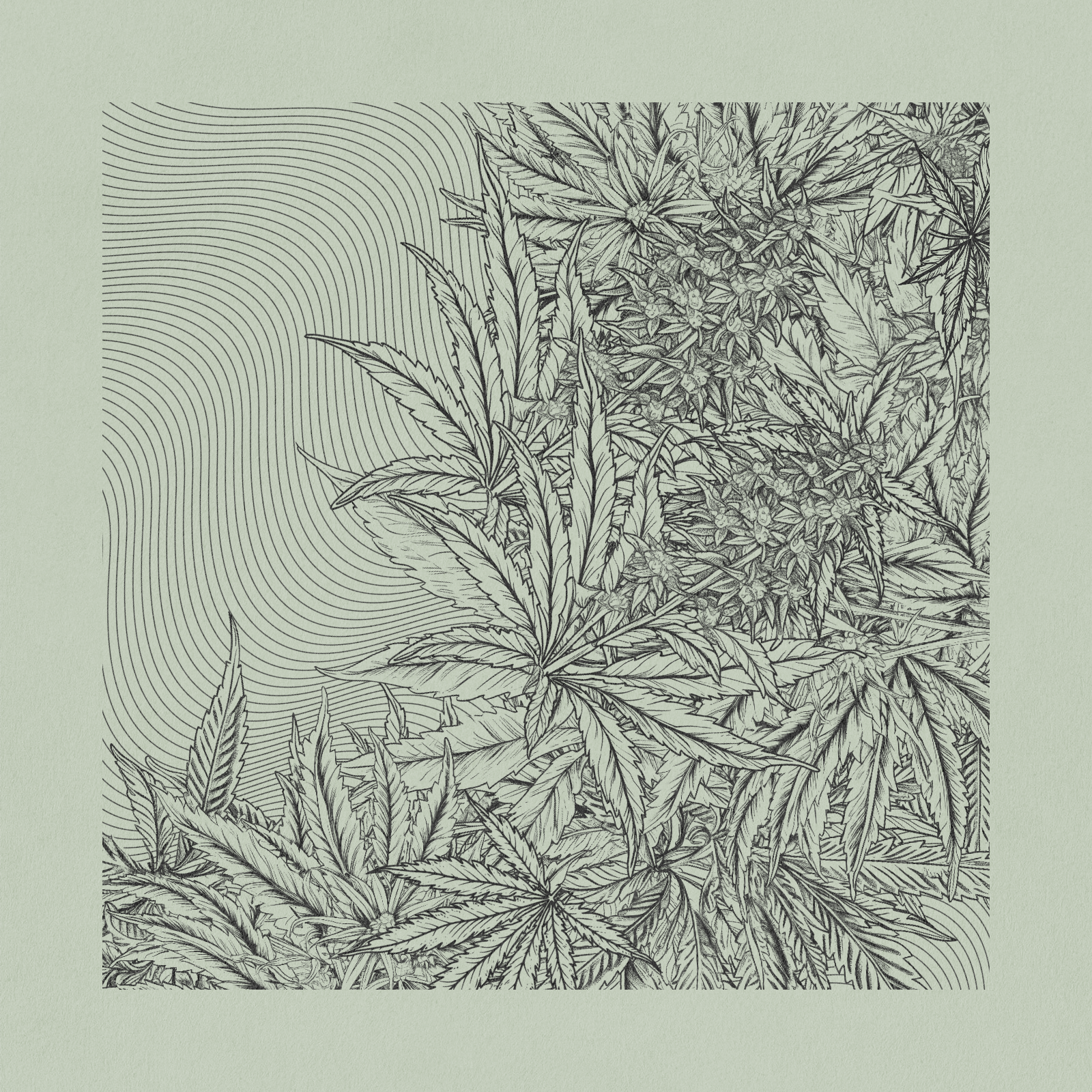 zancannabis #215 static token preview