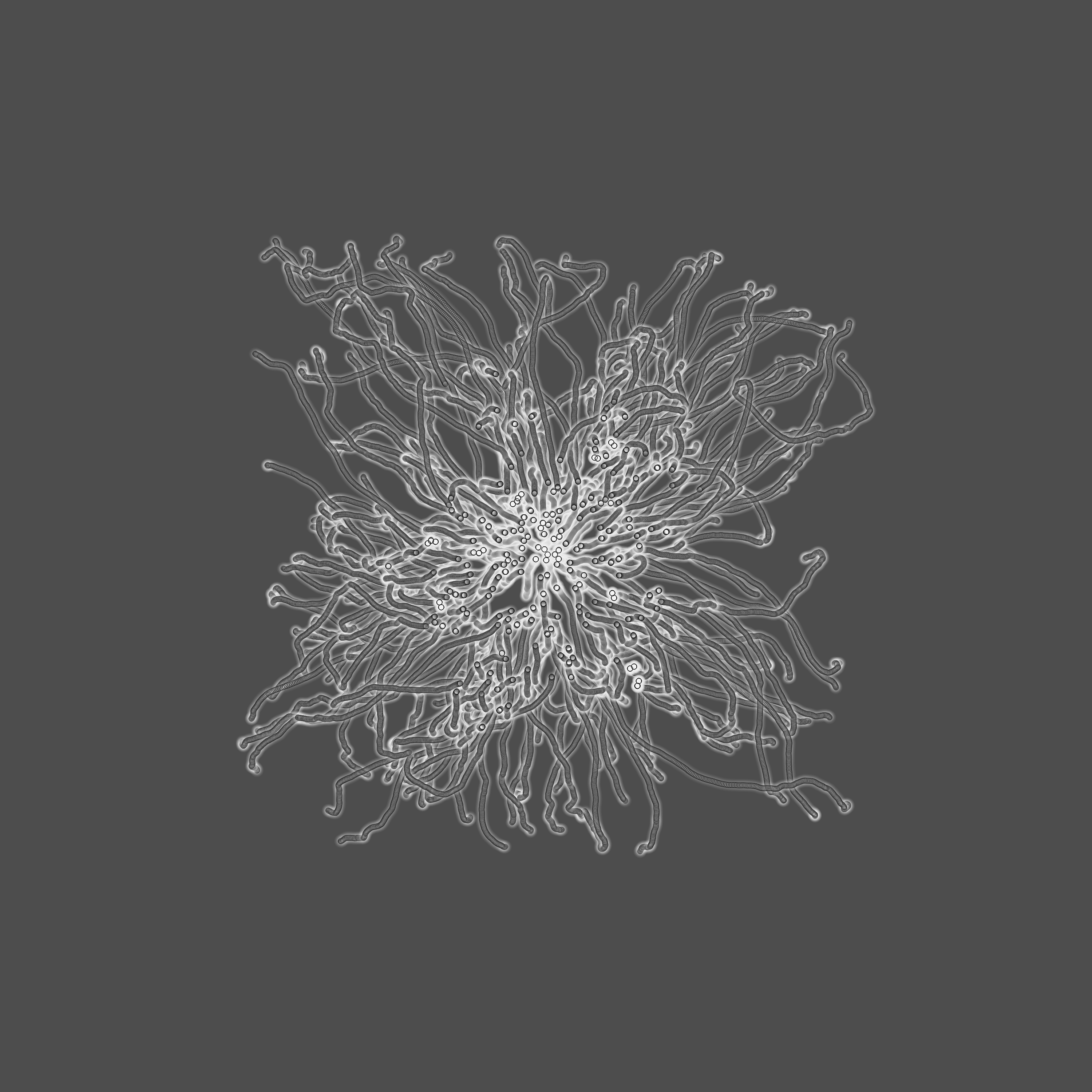 grey fungi wisdom #53 static token preview