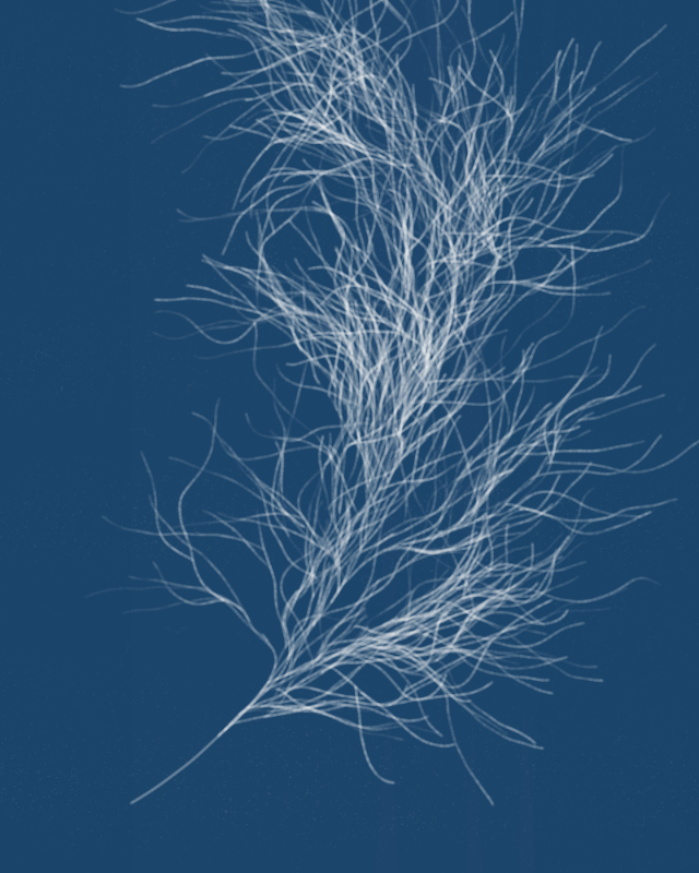 Cyanotypes #208 static token preview