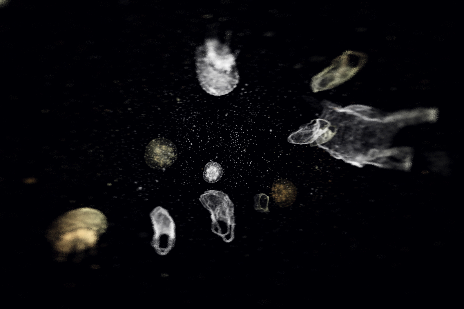 Turtle Vision #73 static NFT preview