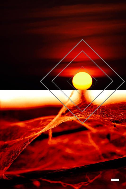 Morning 2015 #2 static token preview