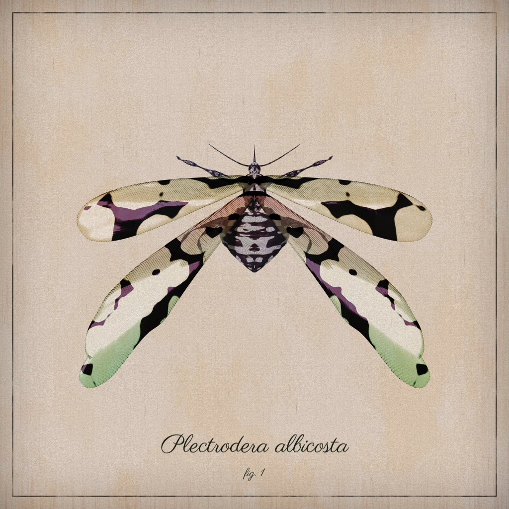 ProcGen Entomology #185 static NFT preview