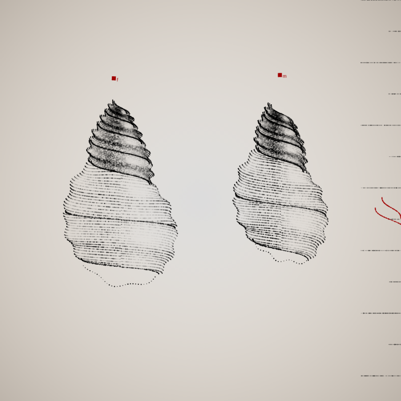Two Specimen #241 static NFT preview