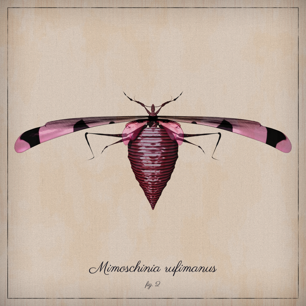 ProcGen Entomology #37 static NFT preview