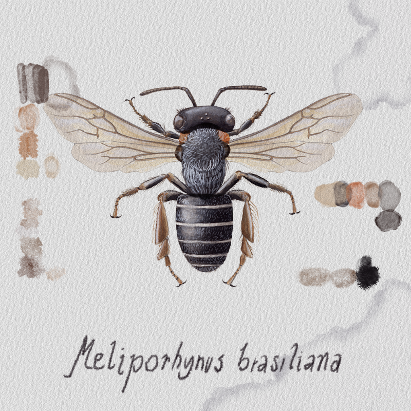 Randomic Brazilian Bees #33 static NFT preview