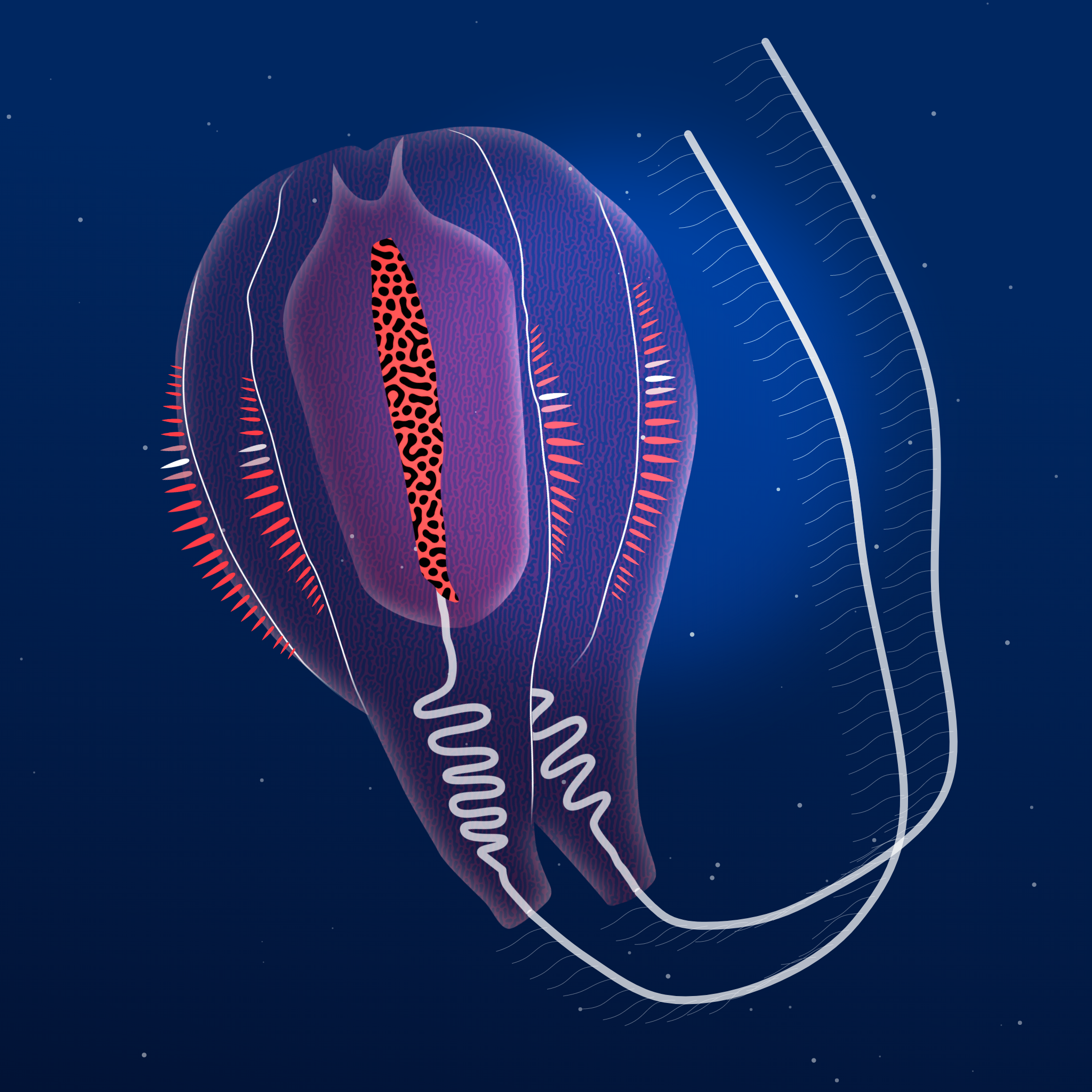 Ctenophores #3 static token preview