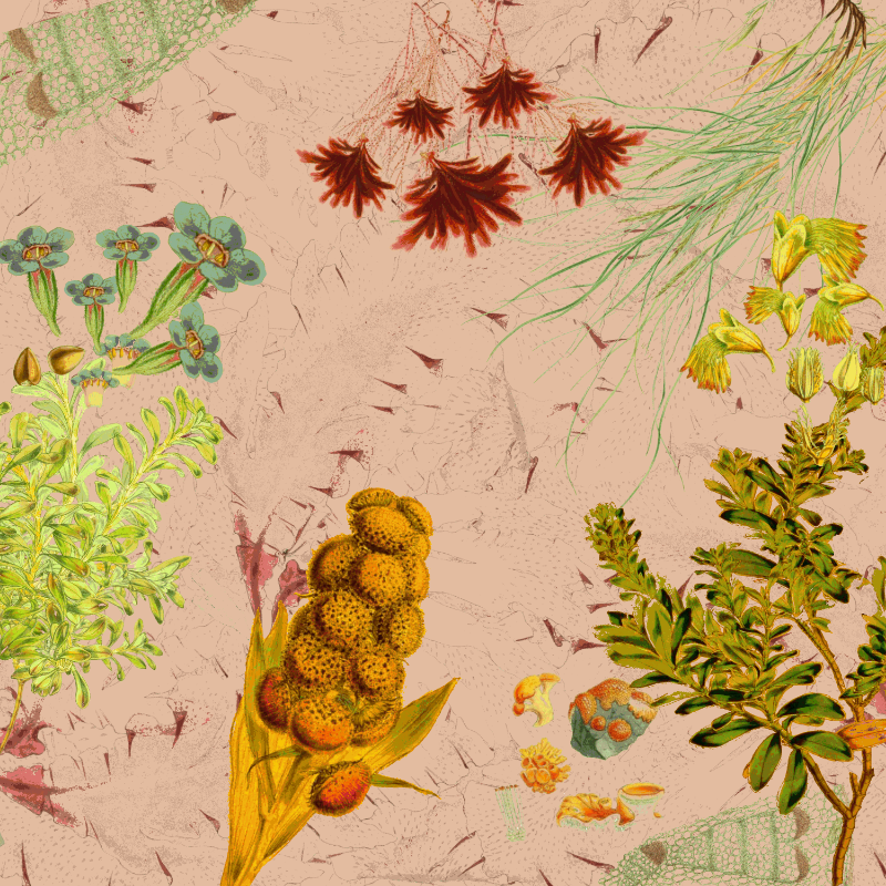 future flora from Antarctica's past #51 static token preview