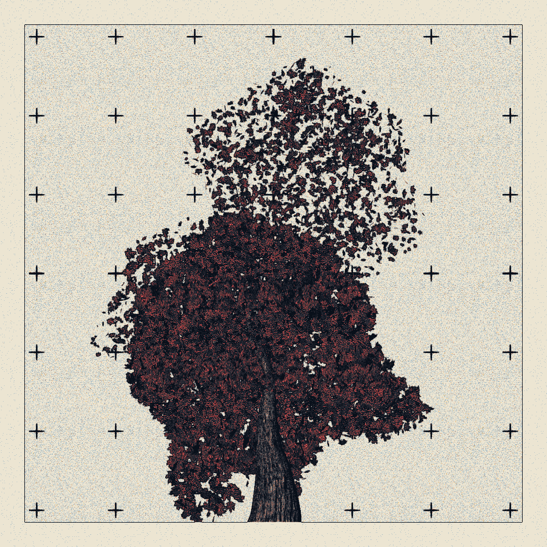 _argania[primaria] #222 static NFT preview
