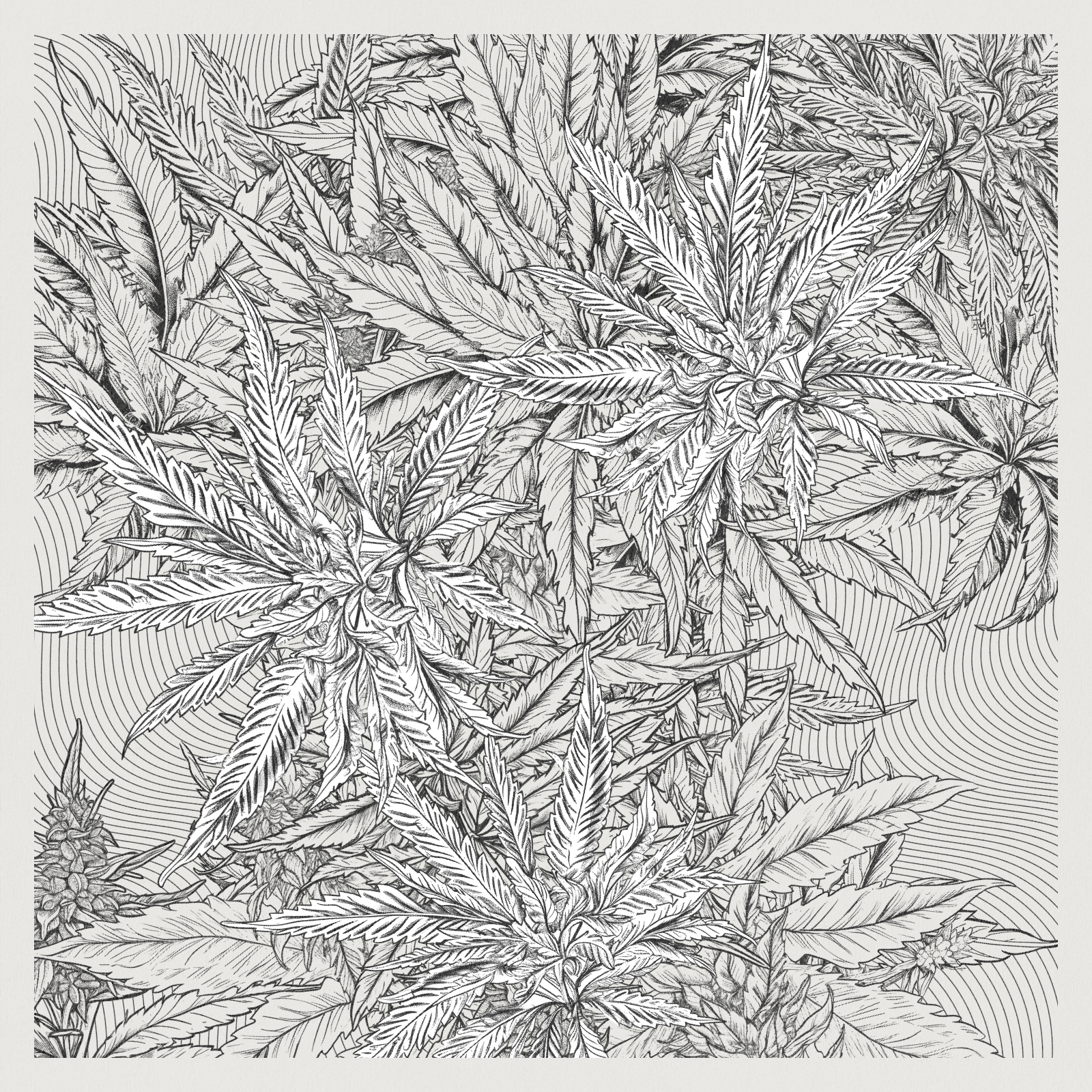 zancannabis #31 static NFT preview