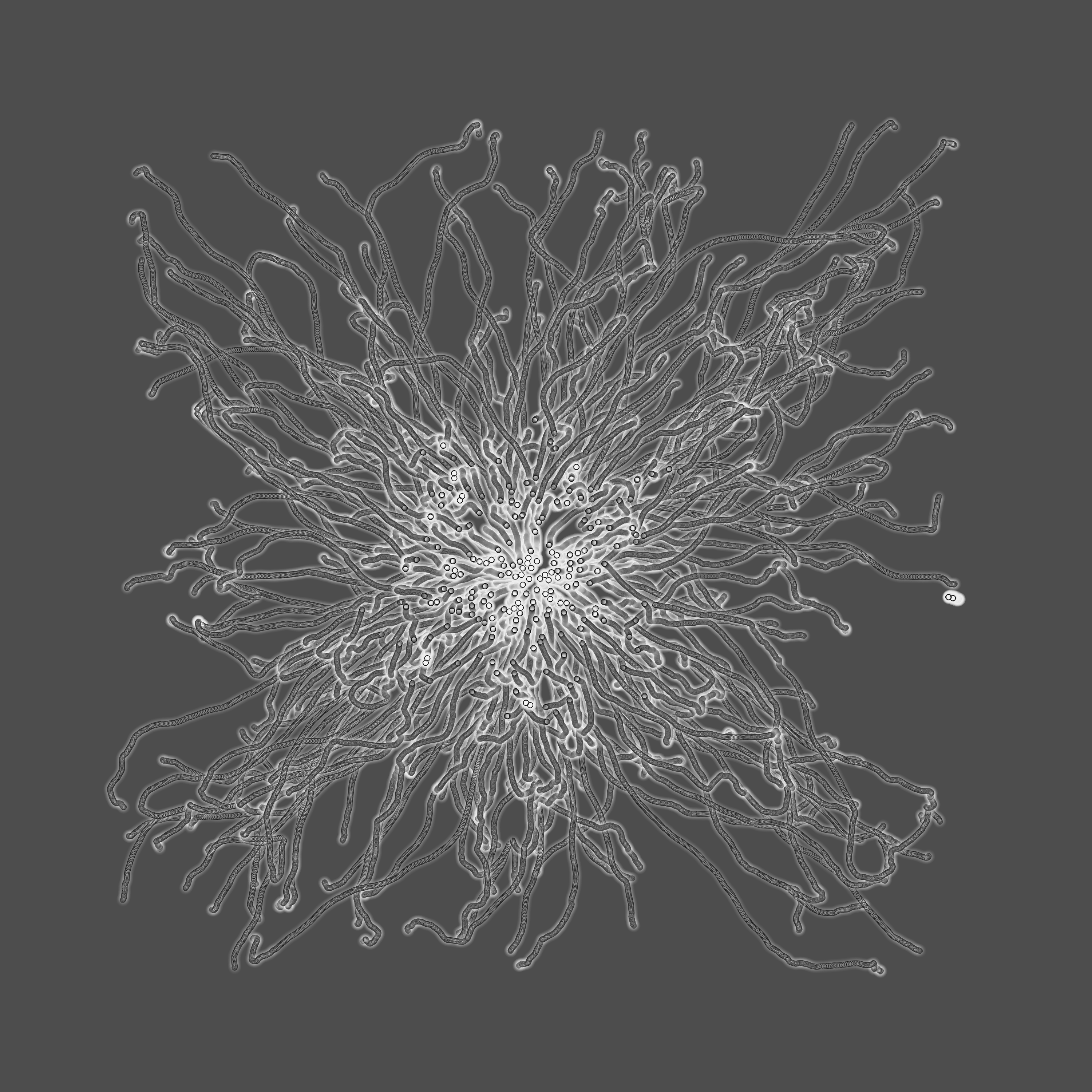 grey fungi wisdom #62 static token preview