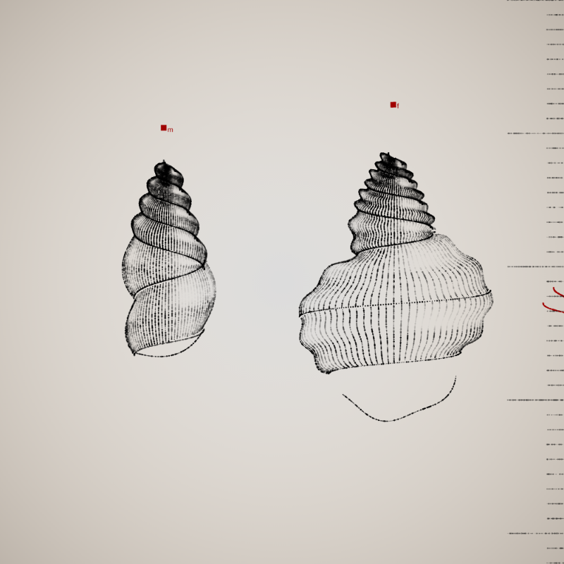 Two Specimen #281 static token preview