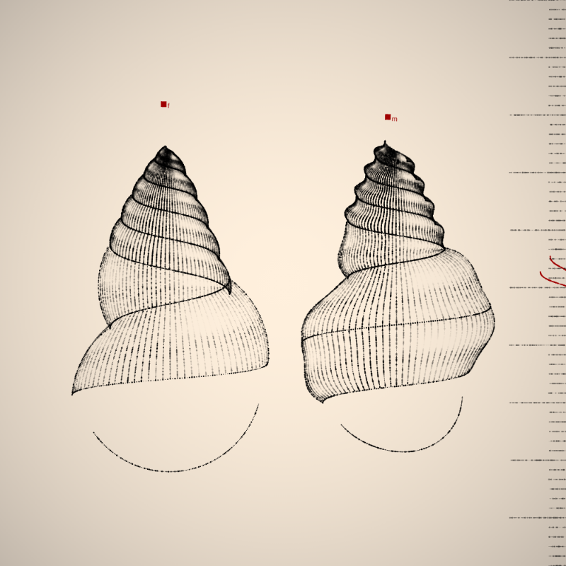 Two Specimen #368 static token preview