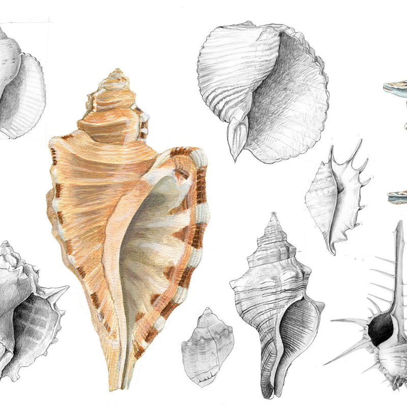 Malacology #4 static token preview