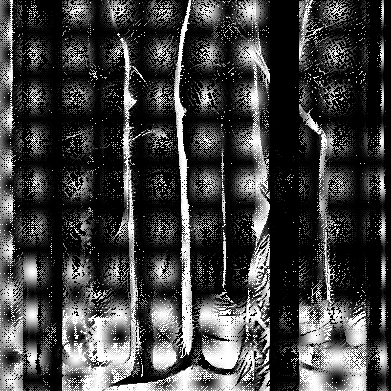 The Hum of Cyber Forest #198 static token preview