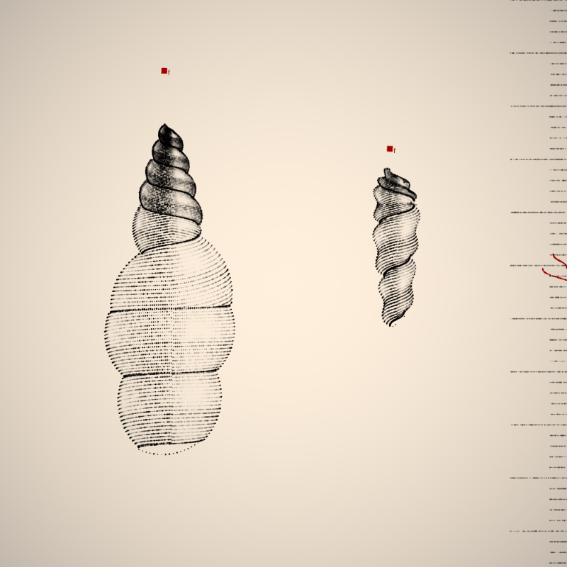 Two Specimen #8 static token preview