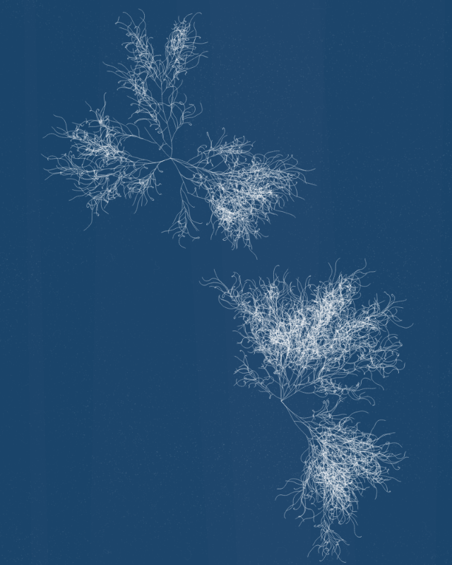 Cyanotypes #71 static token preview
