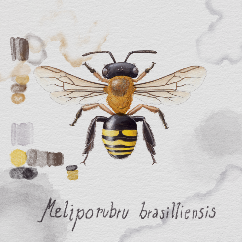 Randomic Brazilian Bees #31 static NFT preview