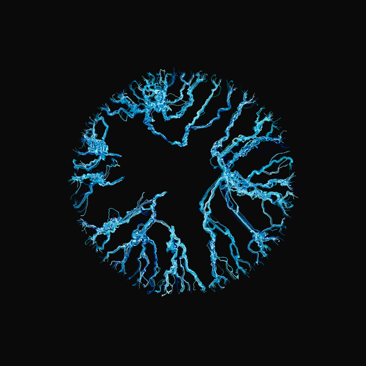 Ginseng #64 static token preview