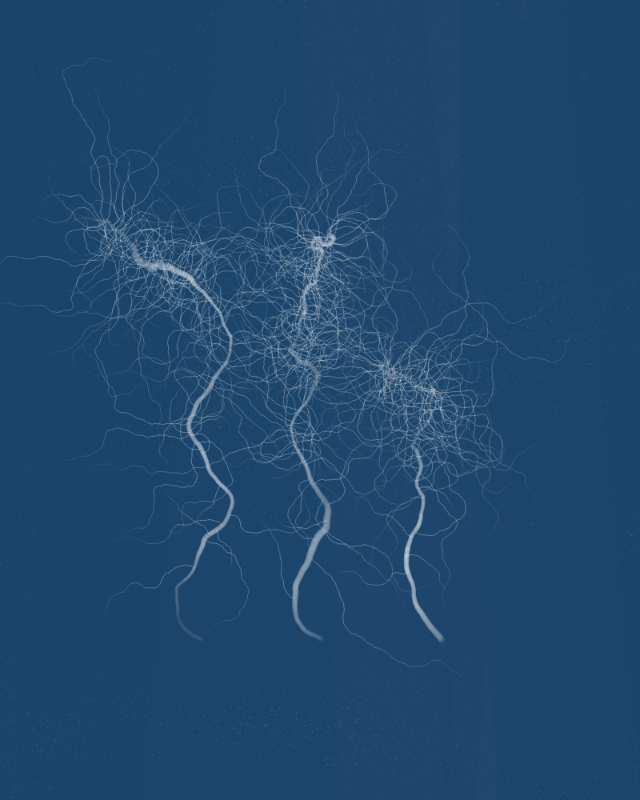 Cyanotypes #255 static token preview