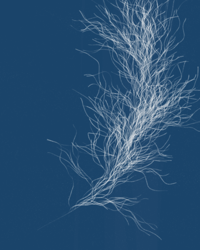 Cyanotypes #175 static token preview