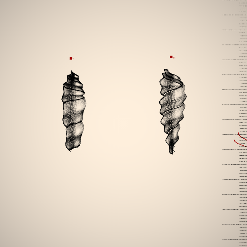 Two Specimen #427 static NFT preview
