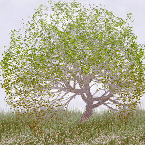 Ornamental Tree project preview