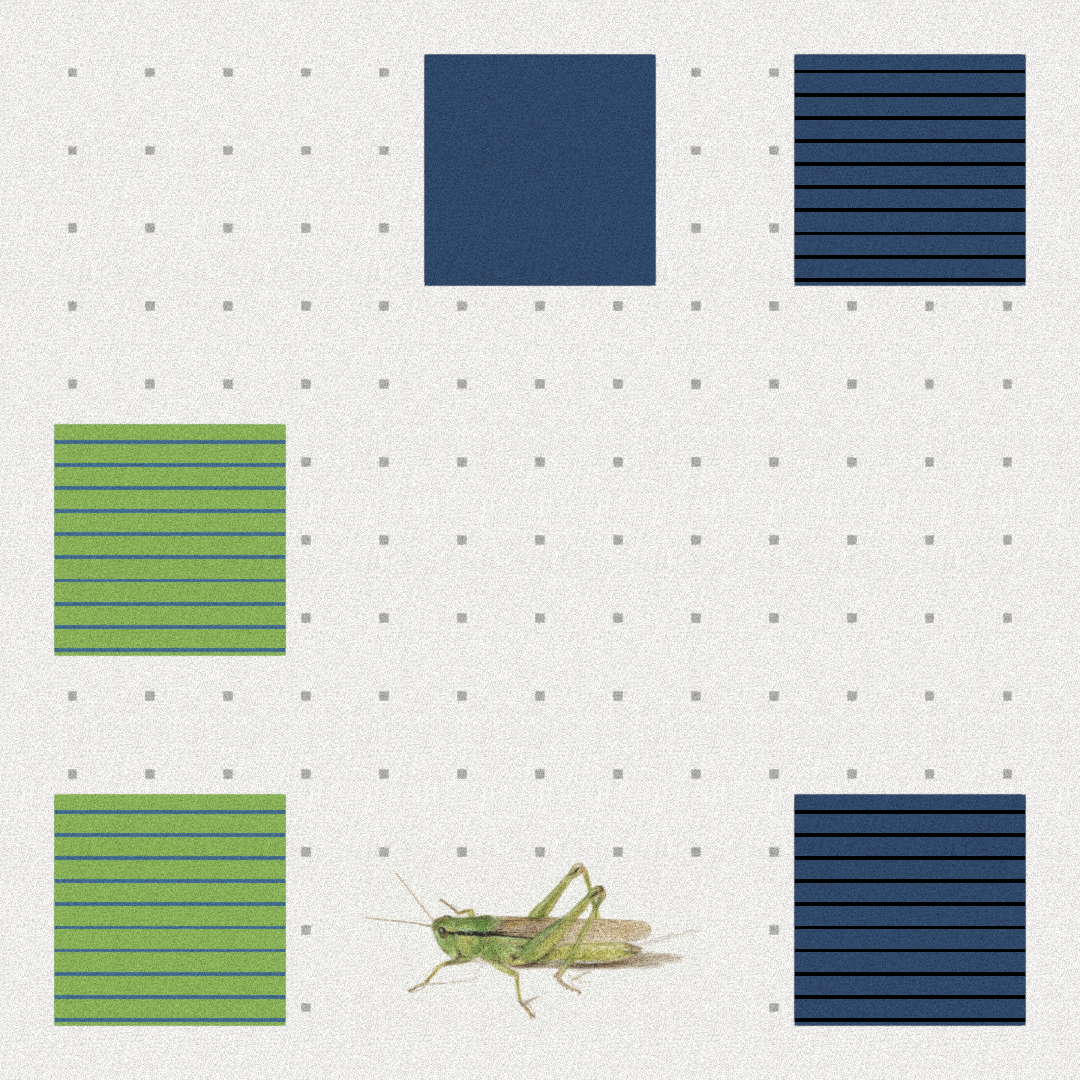 Grasshopper #26 static NFT preview