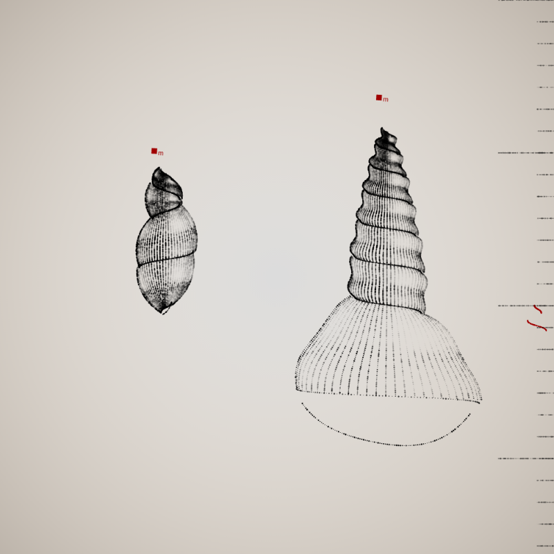 Two Specimen #468 static token preview