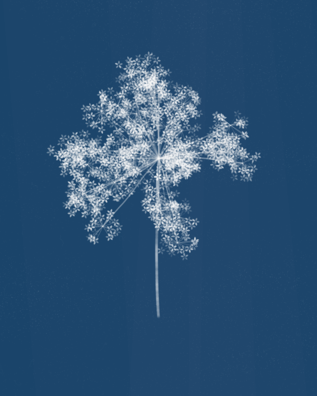 Cyanotypes #116 static NFT preview