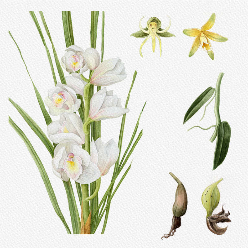 Botanical Illustration - Orchids 1 #8 static NFT preview