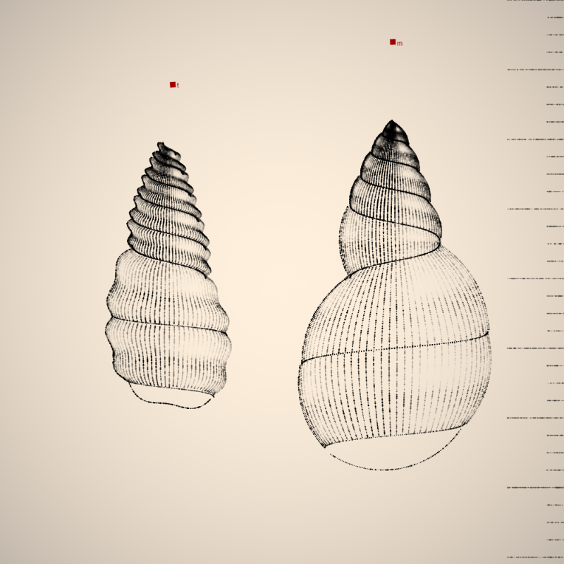 Two Specimen #327 static NFT preview