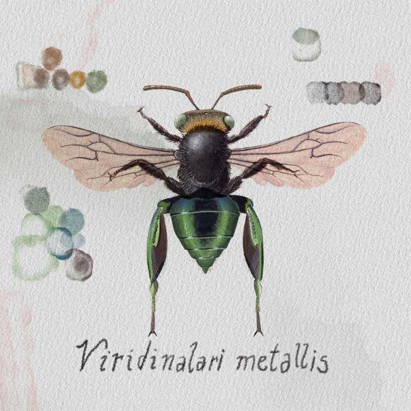Randomic Brazilian Bees #57 static token preview