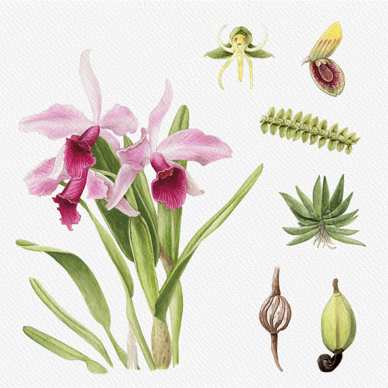Botanical Illustration - Orchids 1 #85 static token preview