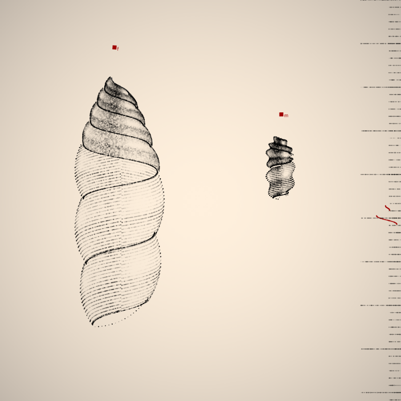 Two Specimen #284 static token preview