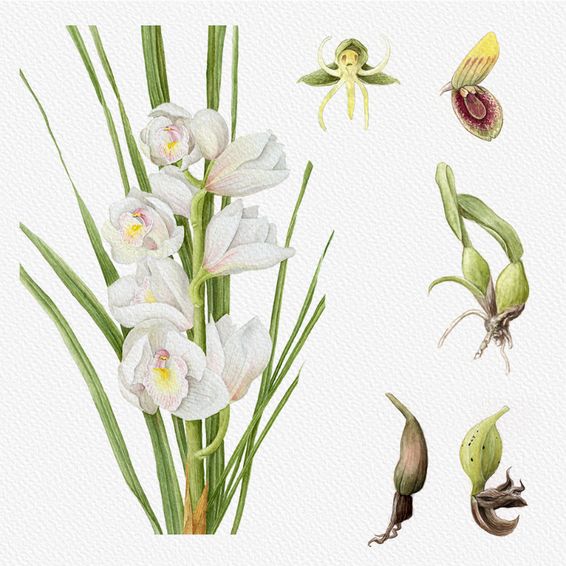 Botanical Illustration - Orchids 1 #65 static token preview