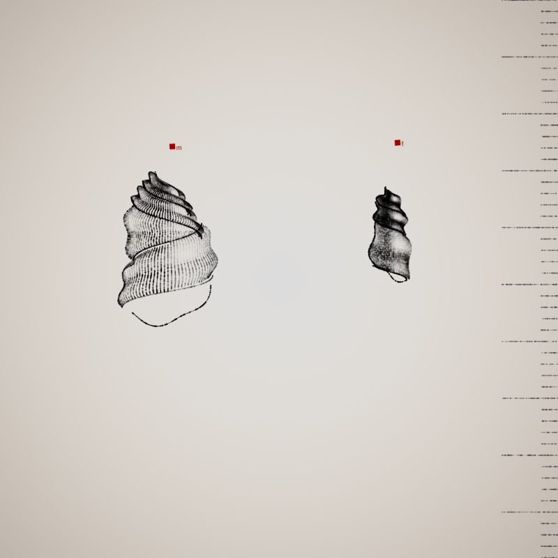 Two Specimen #123 static token preview