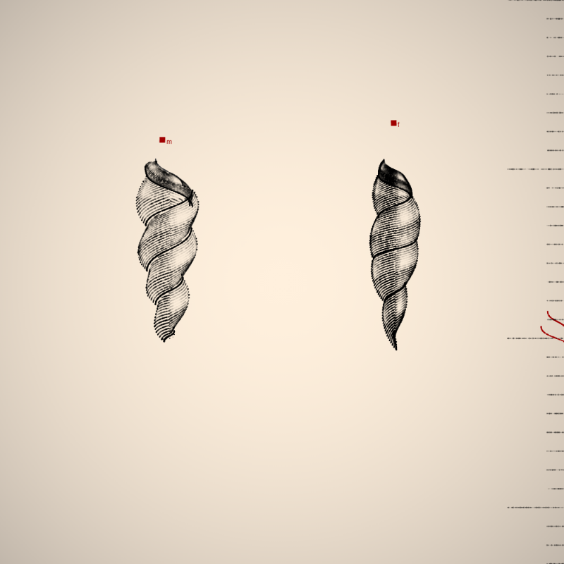 Two Specimen #440 static NFT preview