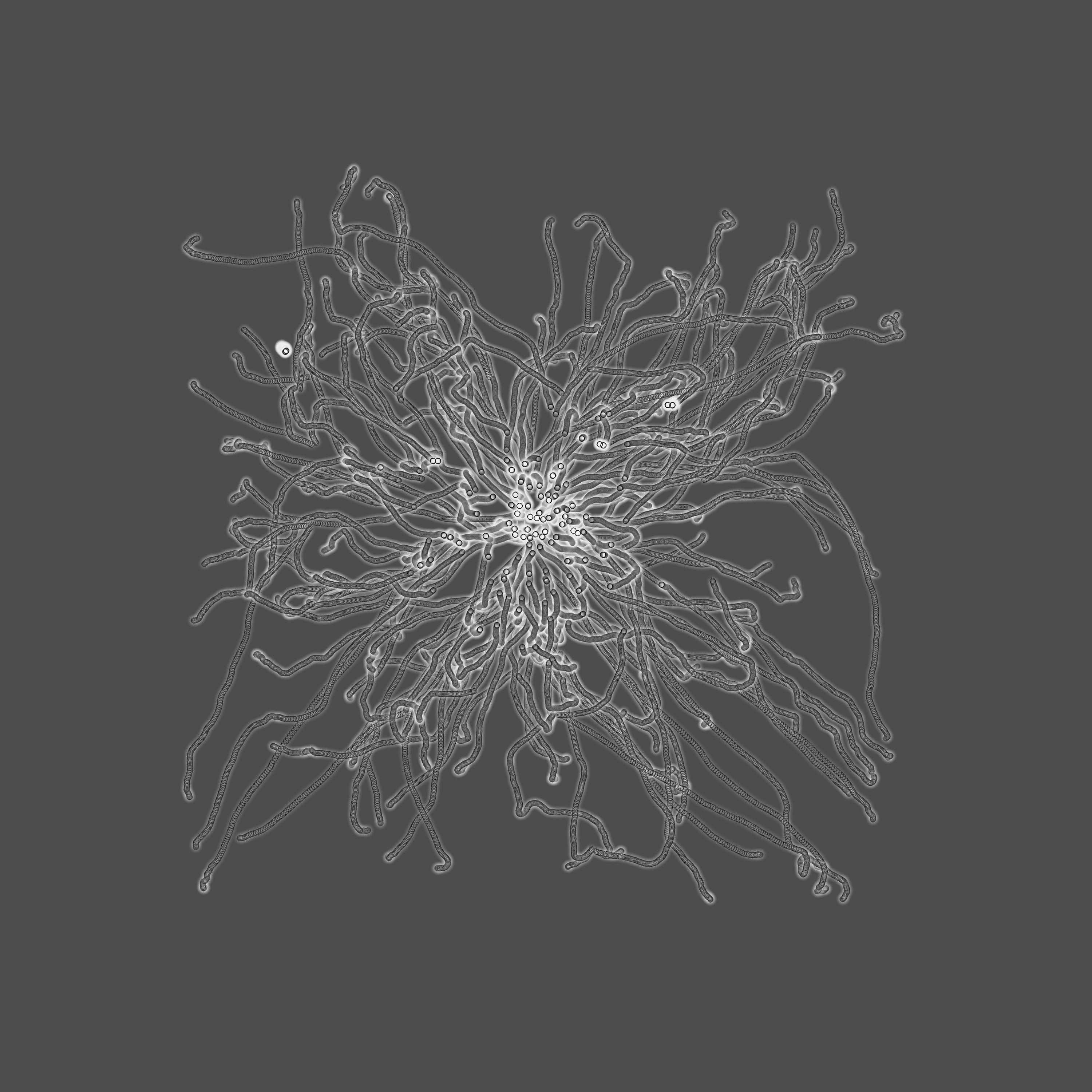grey fungi wisdom #63 static token preview
