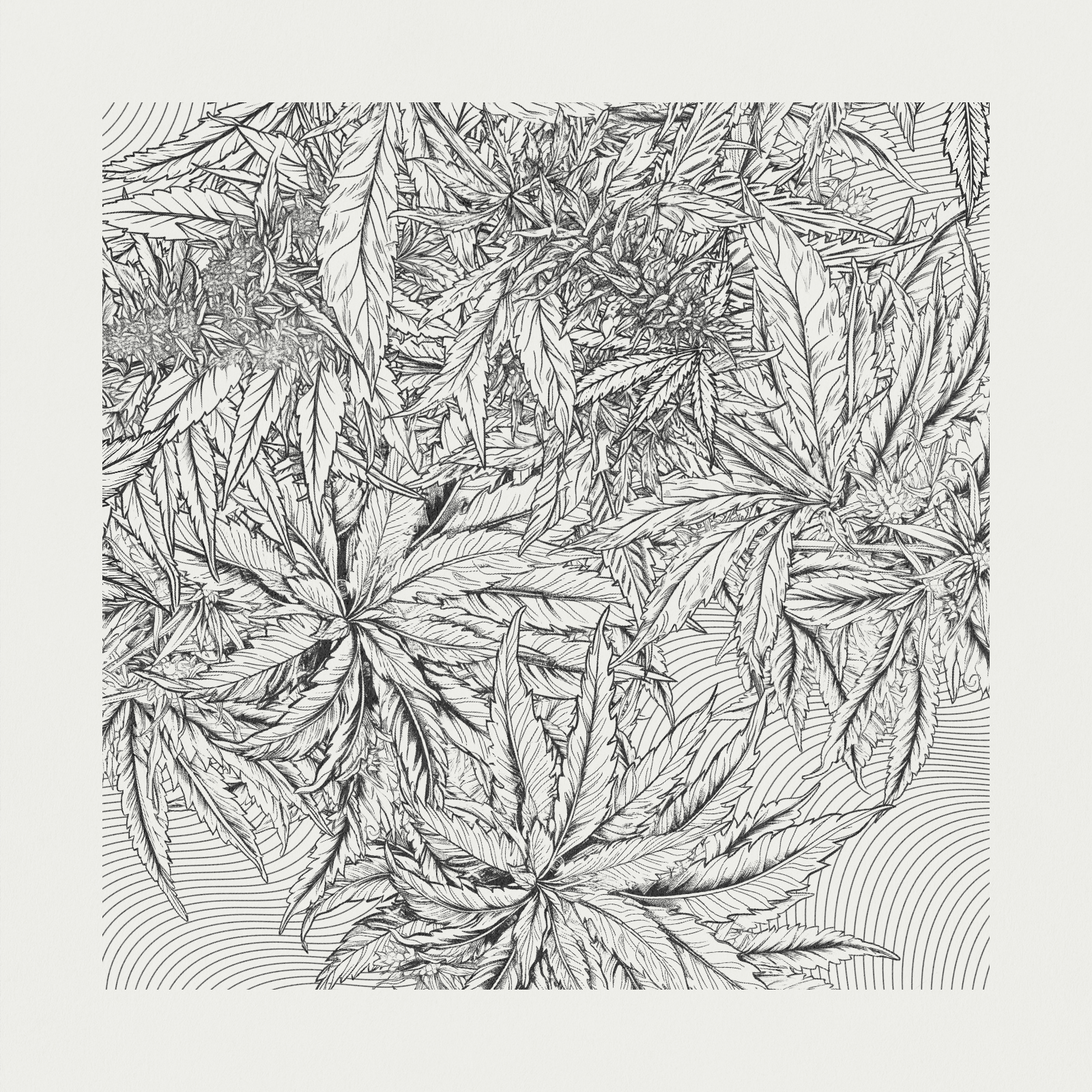 zancannabis #195 static token preview
