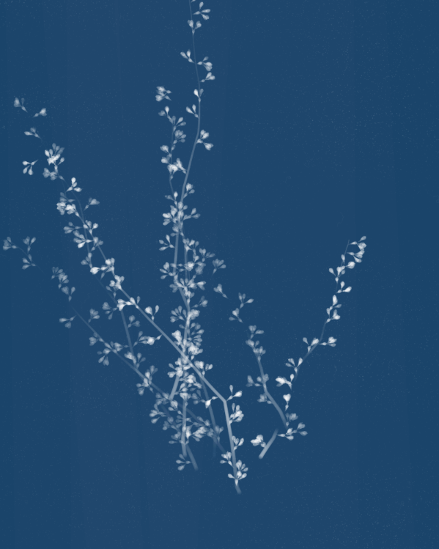 Cyanotypes #73 static token preview