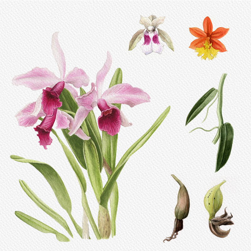 Botanical Illustration - Orchids 1 #33 static token preview