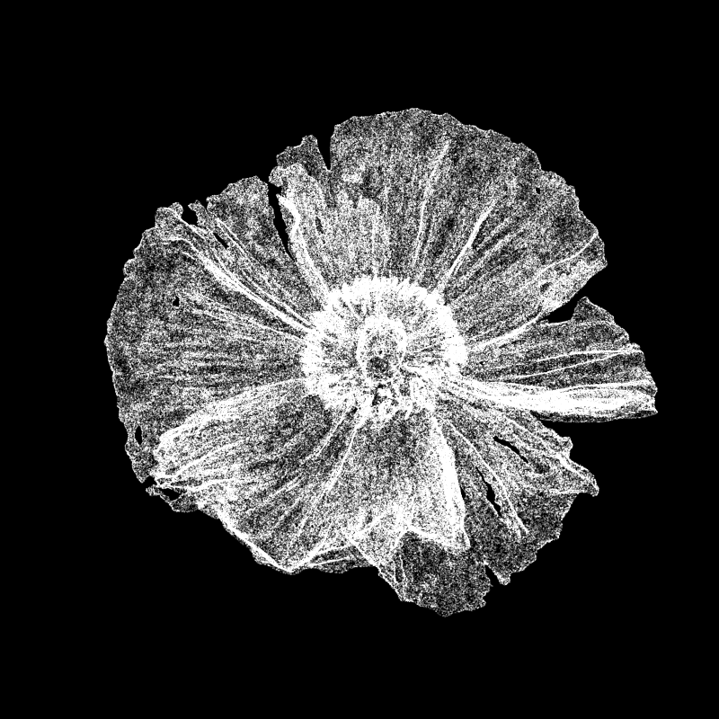 White Poppy 30 #237 static NFT preview