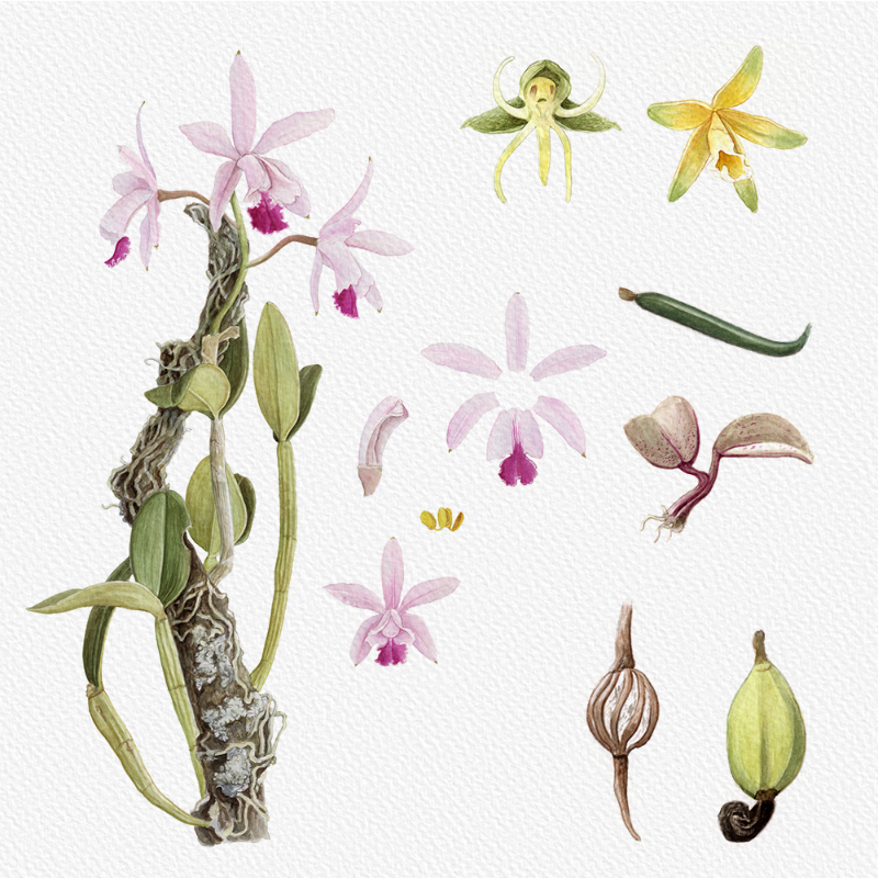 Botanical Illustration - Orchids 1 #24 static token preview