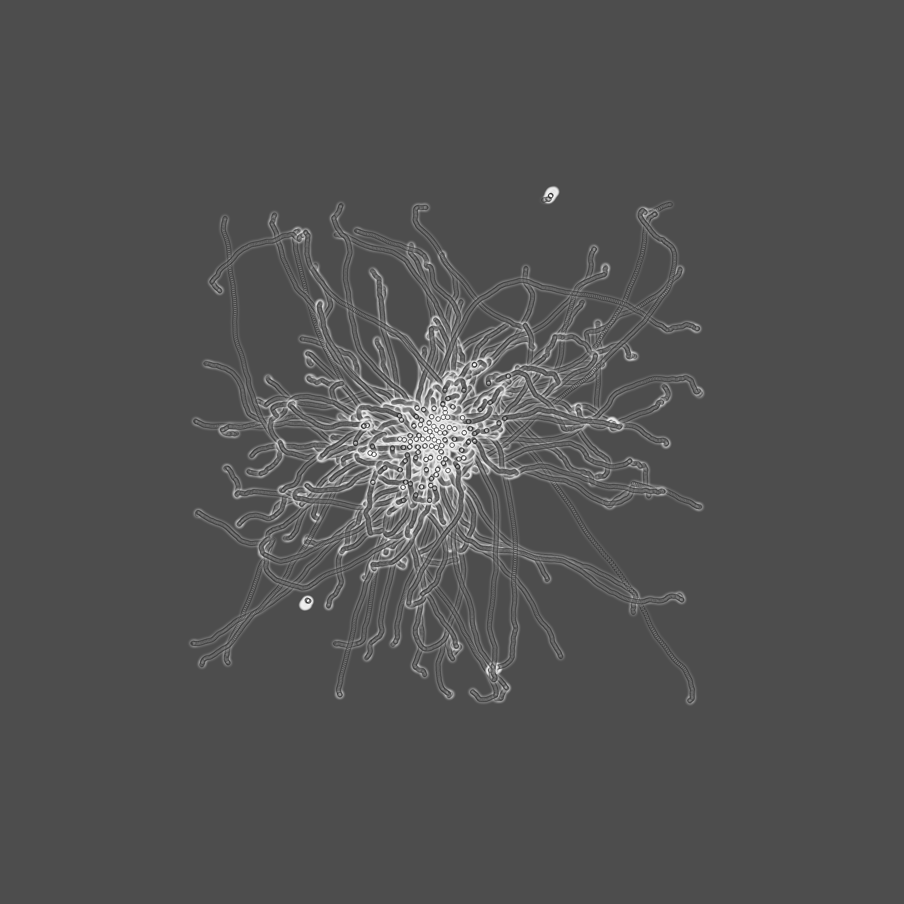 grey fungi wisdom #67 static token preview
