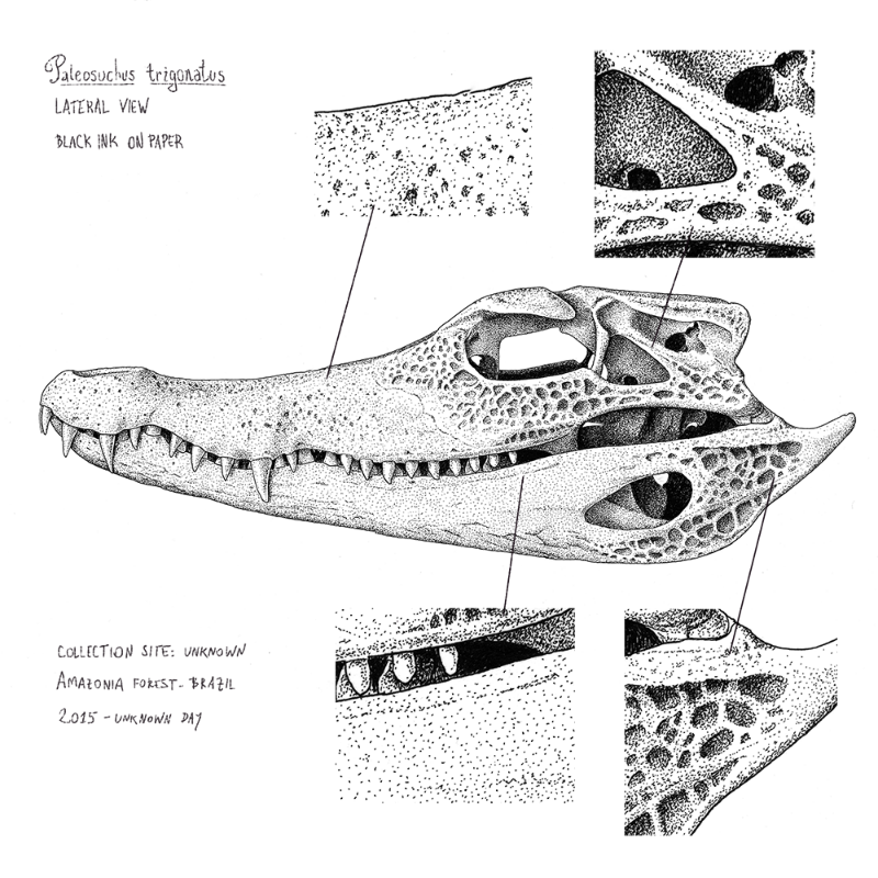 Paleosuchus trigonatus (skull) #15 static token preview