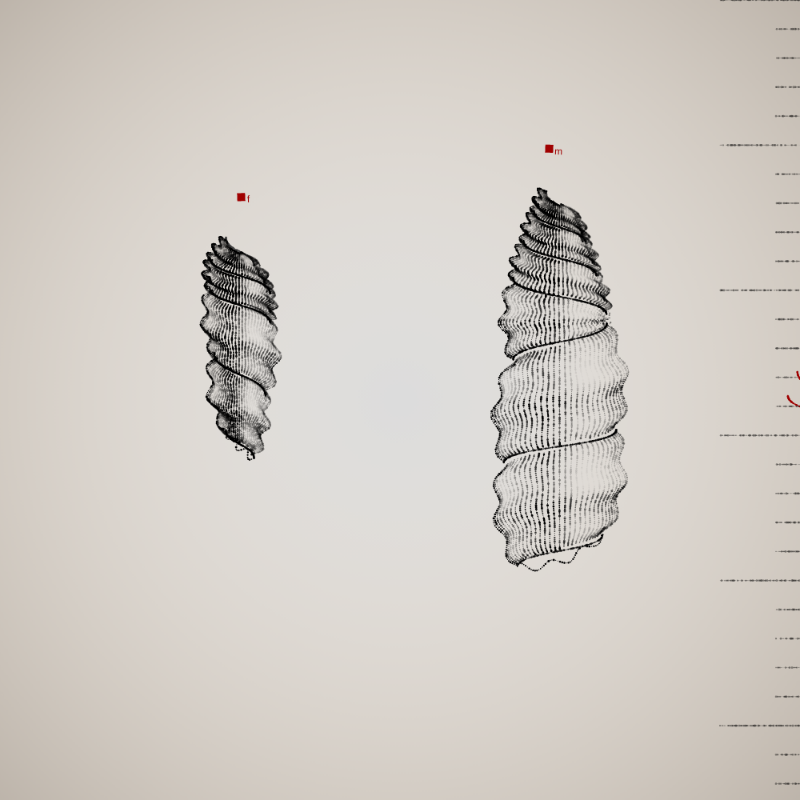 Two Specimen #418 static token preview